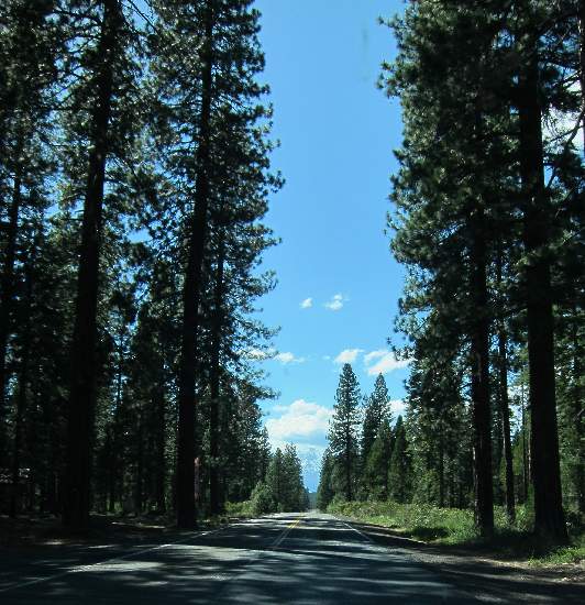 Mt. Shast from national forest